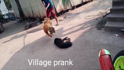 Fack tiger prank dog