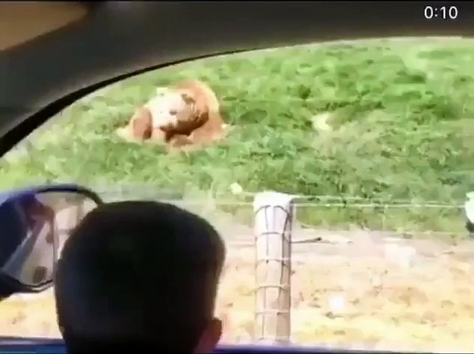 Best videos, Top videos, Viral videos Funny videos no. 35