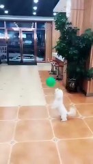 Best videos, Top videos, Viral videos Funny videos no. 40