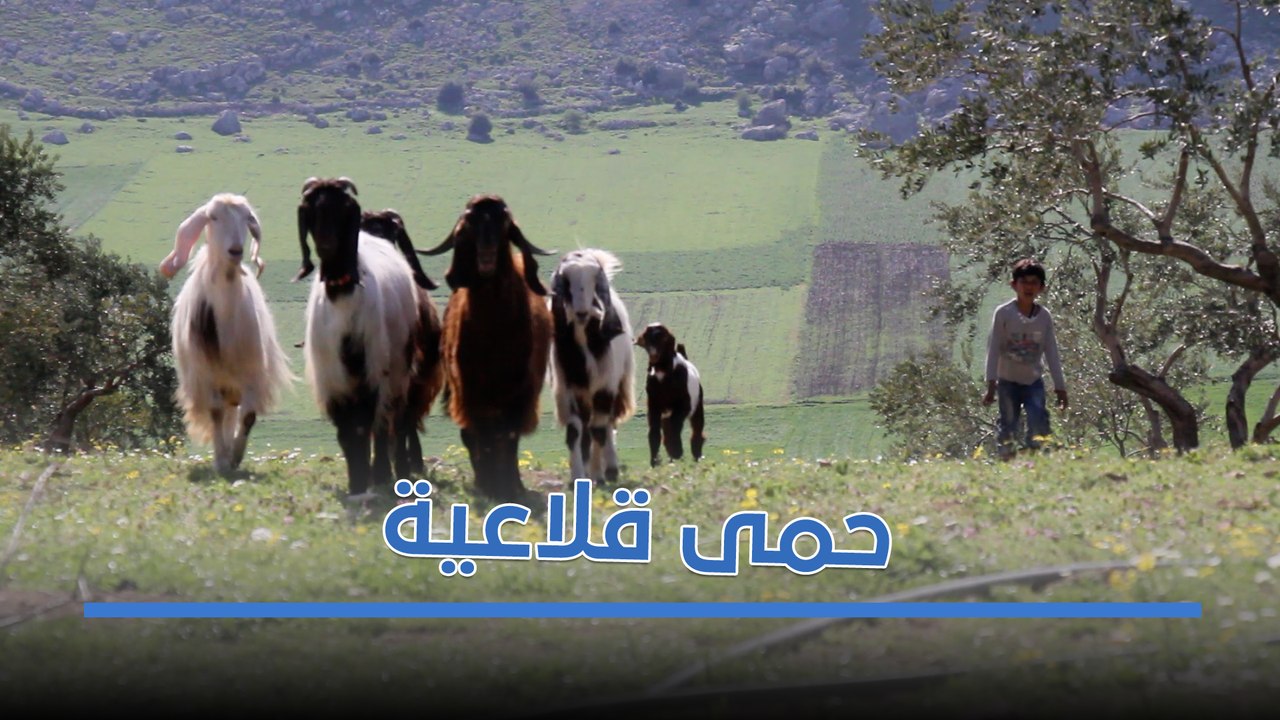 "اللي فقد بقرته كأنه فقد طفل".. الحمّى القلاعيّة تفتك بالمواشي في سهل الروج بإدلب