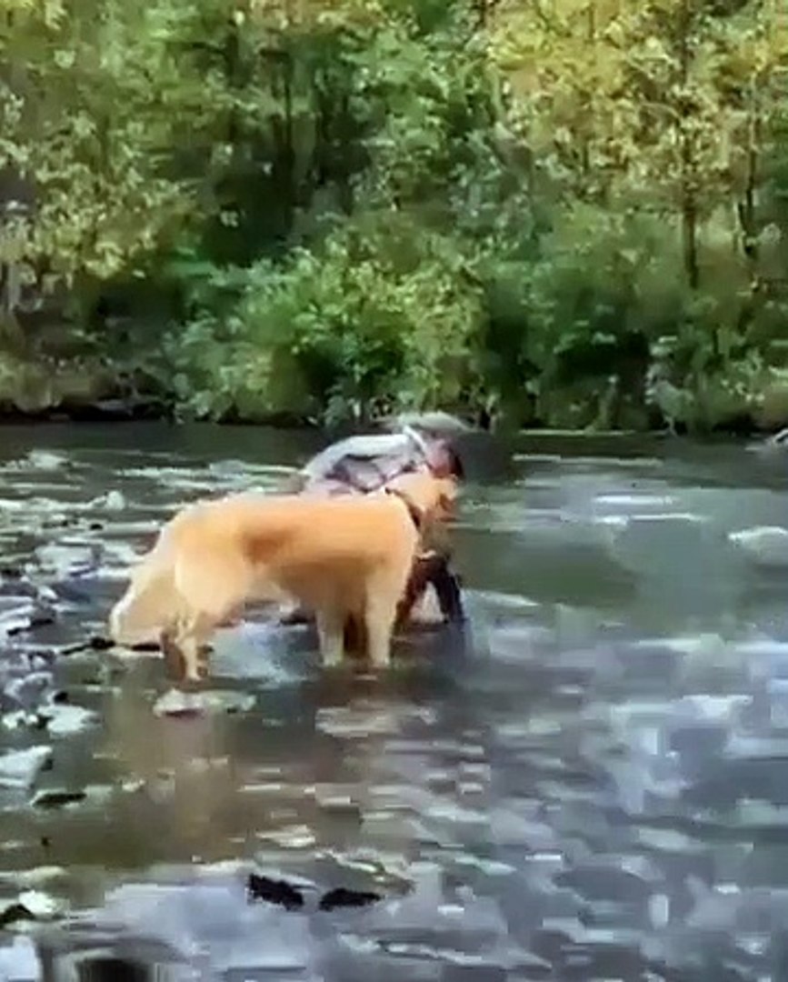 Best videos, Top videos, Viral videos Funny videos no. 42