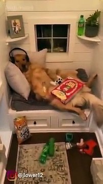 Ce jeune Golden Retriever ne veut pas quitter sa chambre