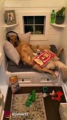 Ce jeune Golden Retriever ne veut pas quitter sa chambre