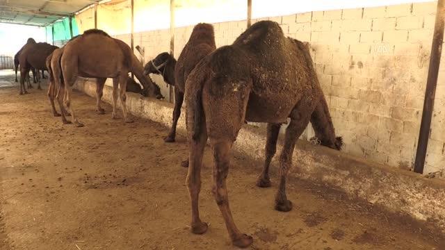 Son dakika haber | Geleneksel lezzeti İncirliova deve sucuğu na coğrafi işaret tescili