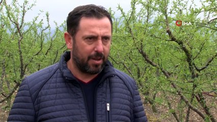 Erkenci Şeftali Geç Kalacak, İlk Hasat Haziran Sonu Yapılabilecek