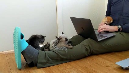 Working From Home With a Litter of Kittens