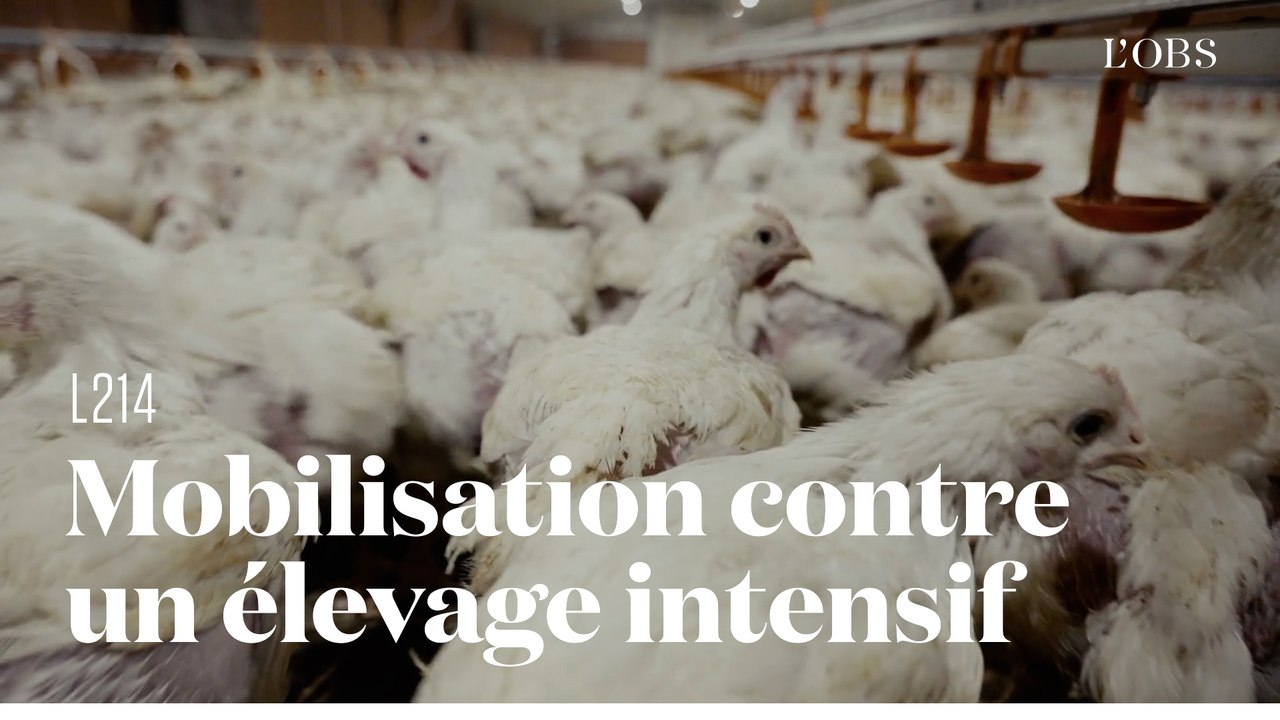 La grogne contre l'agrandissement d'un élevage intensif de poulets