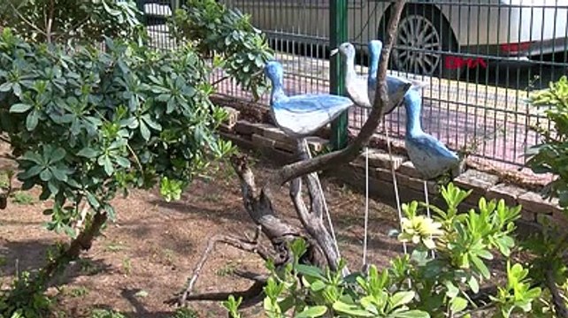 Evinin bahçesinde yapıp; bin liradan 300 bin liraya kadar alıcı buluyor: Ali Koç'ta da var