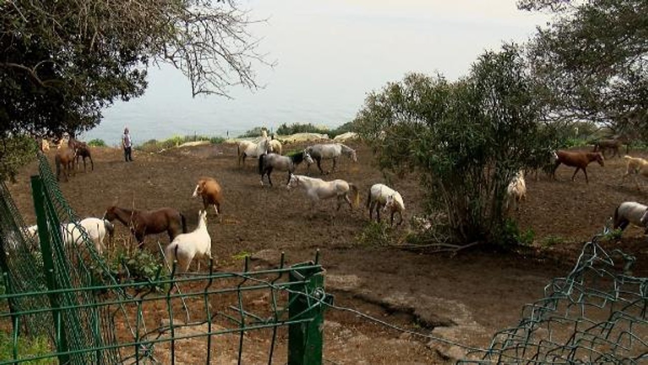 Büyükada'da İSPARK ahırlarındaki atların özgür bırakılması için eylem yapıldı