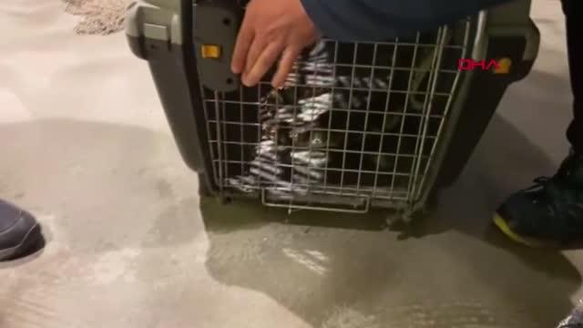 ADANA'DA ÇİFTLİK EVİNDE BESLENEN TİMSAHA EL KONULDU