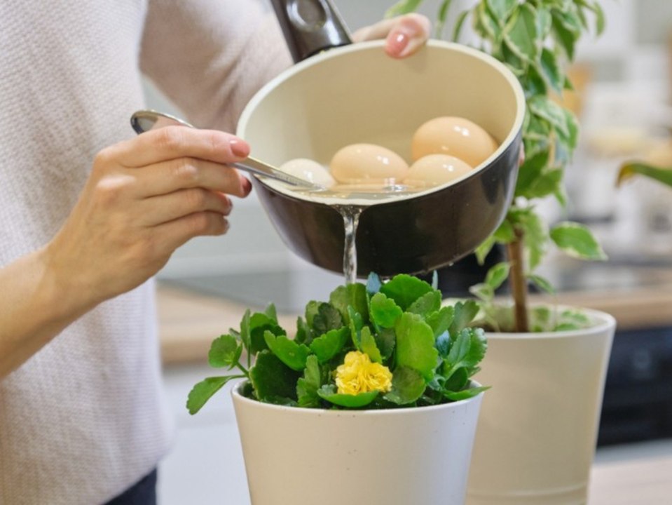Für gesunde Pflanzen: Eierwasser auf keinen Fall wegschütten