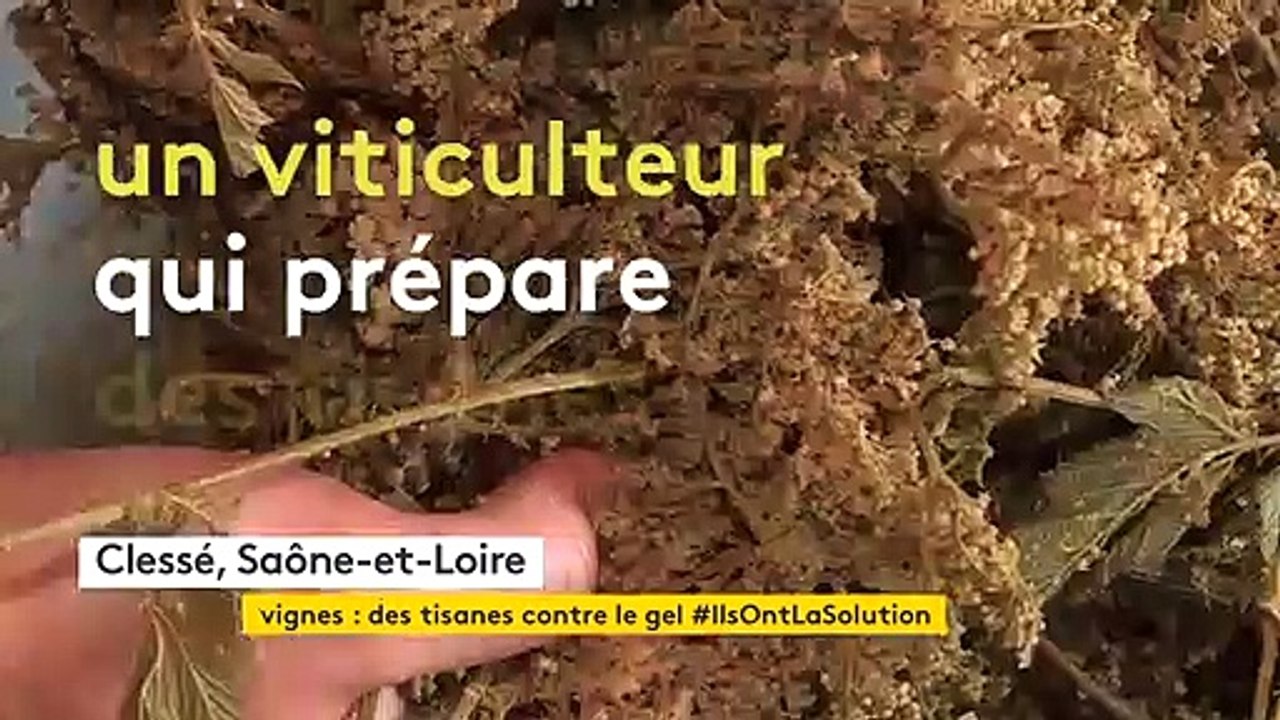 En Saône-et-Loire, on protège les vignes du gel avec des infusions de tisane