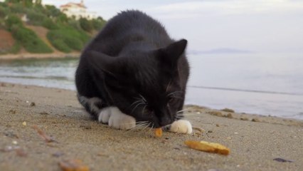 Cats eat potatoes on the seafront #Cats
