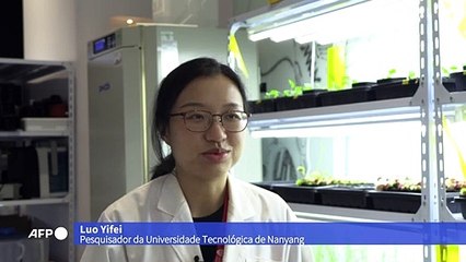 Robôs-planta são uma realidade