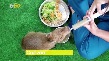 Animal House! Columbian Zoo Finds New Family for Abandoned Baby Capybara!