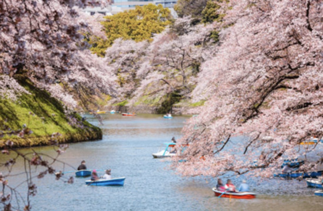 Japan Records Earliest Cherry Blossom Bloom in 1,200 Years video