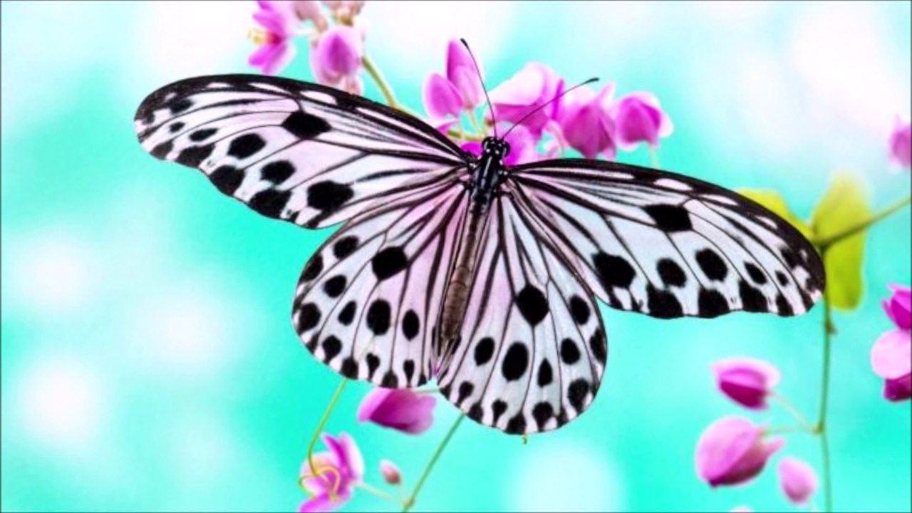 Ayumi's Butterflies  by Tangerine Dream