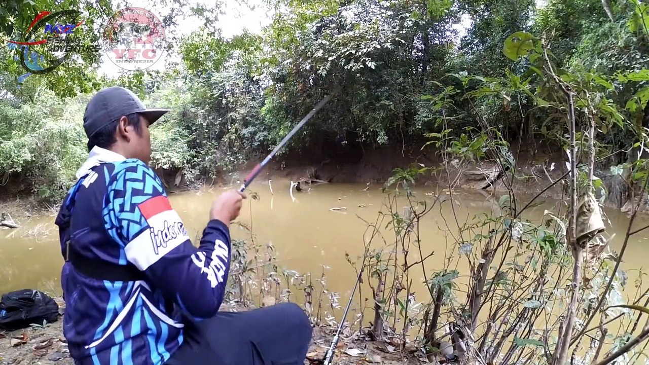 MANCING IKAN BAUNG DI SARANG IKAN TOMAN I MANCING LIAR DI KALIMANTAN TENGAH Ep#35