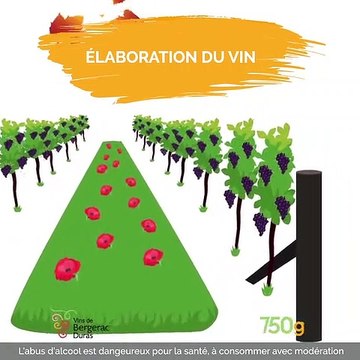 Episode 1 : l'élaboration du vin
