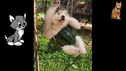 Videos Graciosos de Gatos Cat Funny videos 2021