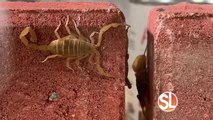 Find out how to keep scorpions out of your home without pesticides