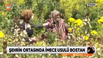 şehrin ortasında imece usülü bostan