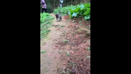 Cute And Funny Pets  Try Not To Laugh To These Pets Compilation #1 Cutest Lands