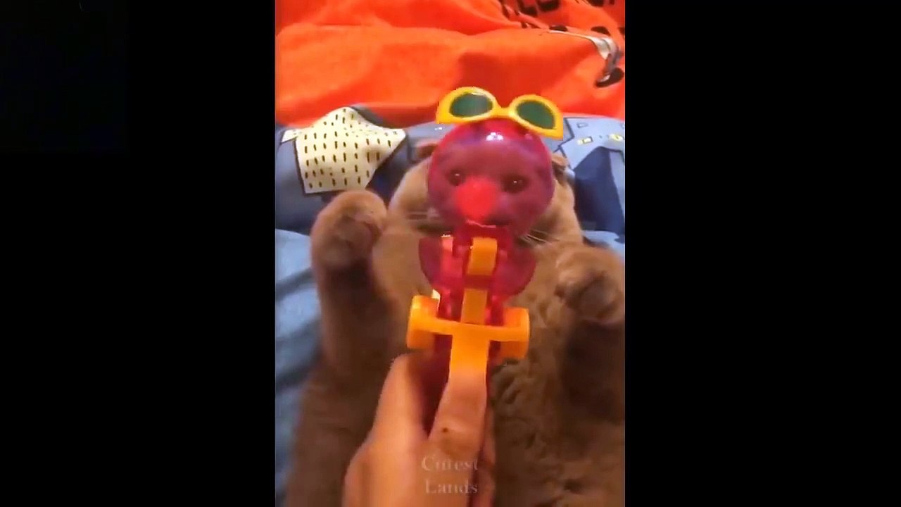 Cute And Funny Pets  Try Not To Laugh To These Pets Compilation #11 Cutest Lands