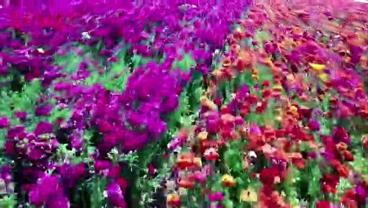 Rainbow Connection! California’s Rainbow-Colored Flower Fields Bring in Tourists From All Over!