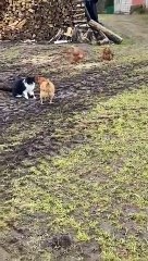 Chickens Team up to Stop Cat -- ViralHog