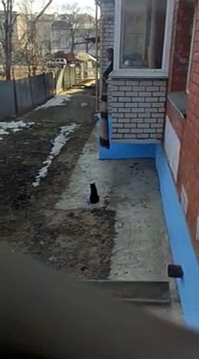 Regardez comment elle remonte ses chats dans on appartement du 1er étage