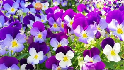 دلائل قدرة الله في خلق طائر الطاووس