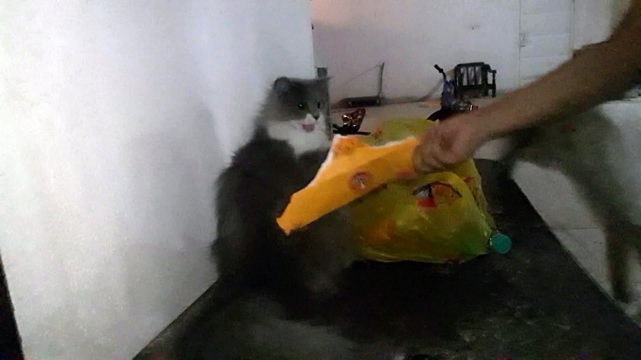 me and may cat