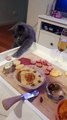 Cat Struggles to Steal Food From Charcuterie Board