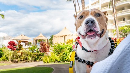 These Hawaiian Shelter Dogs Are Getting a Night at Maui's Best Resorts