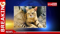 Army sergeant needs help bringing rescued cat to US