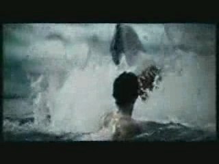 Lachvandedag.nl - Haai