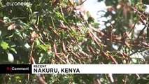Praga de gafanhotos de regresso à agricultura do Quénia