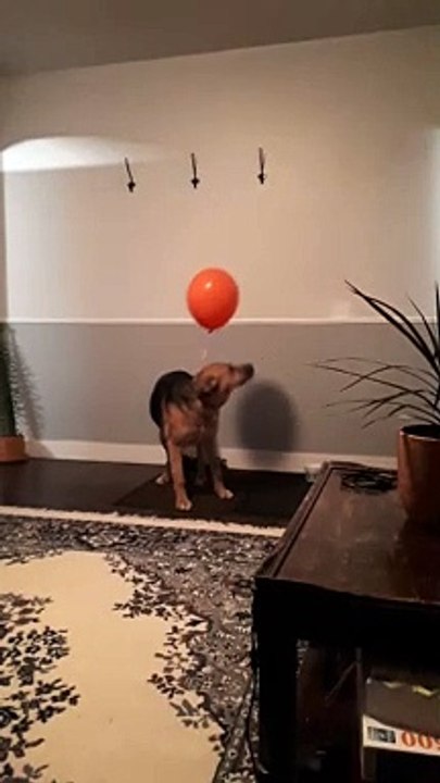 Balloon Confuses Dog