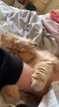 Sleepy Kitty Decides No More Belly Rubs