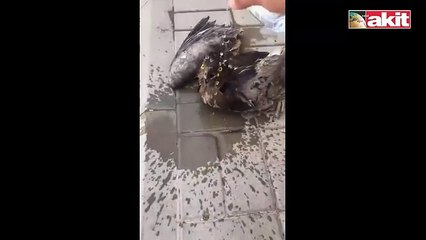 Ölmek üzere olan kuş böyle canlandı