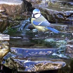 Contempler la nature, c'est déjà prier.