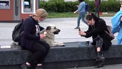 Taksim'de köpeğin turistlerle dondurma keyfi