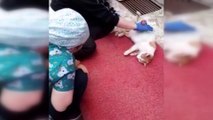 Karaman'da yürek ısıtan görüntüler...Doğumu yaklaşan kedi diş kliniğine gelerek adeta yardım istedi