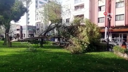 Turgutlu’da fırtına ağaçları devirdi