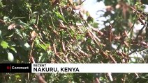 شاهد: موجة كبيرة من أسراب الجراد تهدد الأمن الغذائي في كينيا