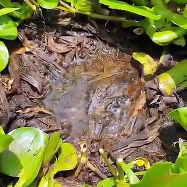 Monster Fish laying Eggs