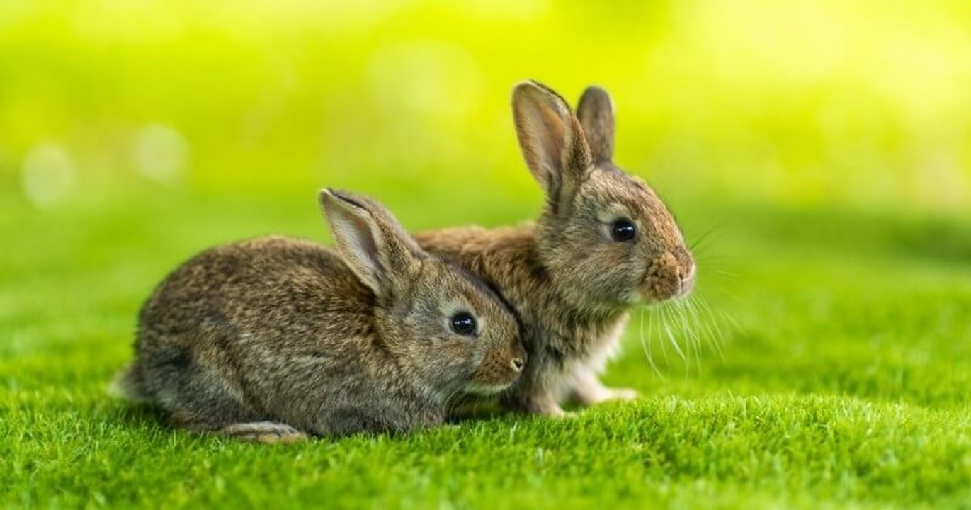 En Nouvelle-Zélande, plus de 12 000 lapins, dindes, opossums et hermines sont morts lors d'une chasse de Pâques