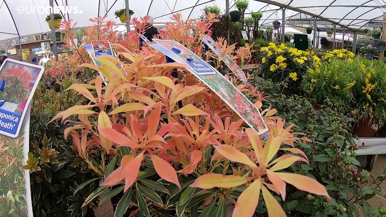 Brexit, Regno Unito: pollice "verso" per chi ha il pollice verde