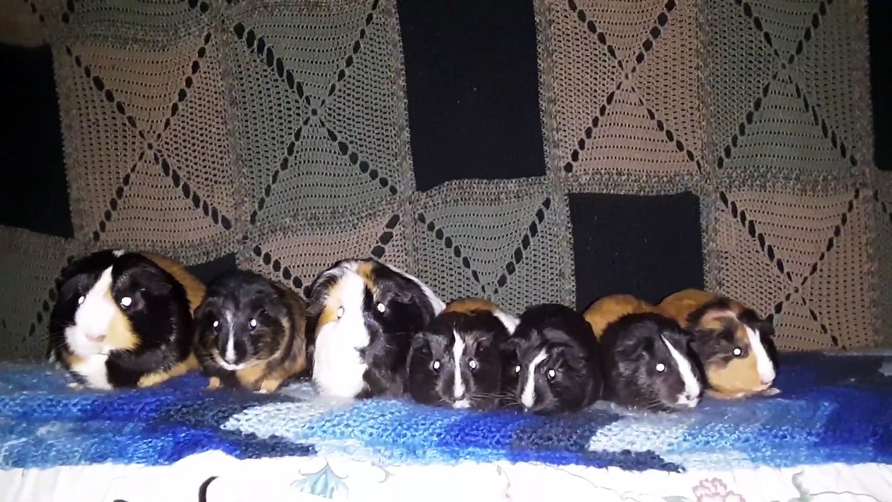 CAVIA PORCELLIS PARSLEY IRIS TURMERIC IRIS MARY CJ CLOVER 20200402_145742